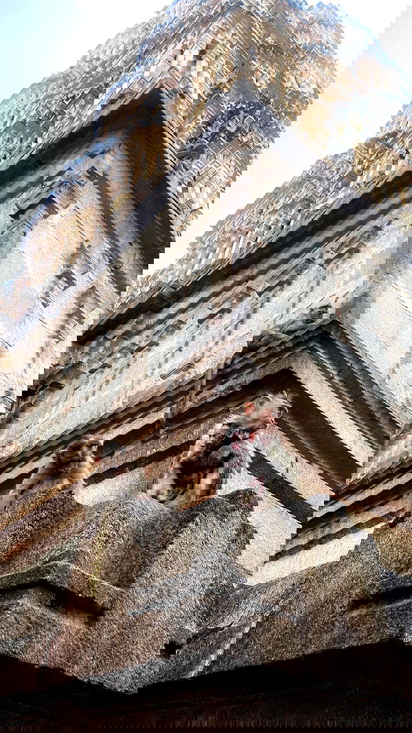 hanabellask8 hanabellask8 archive image