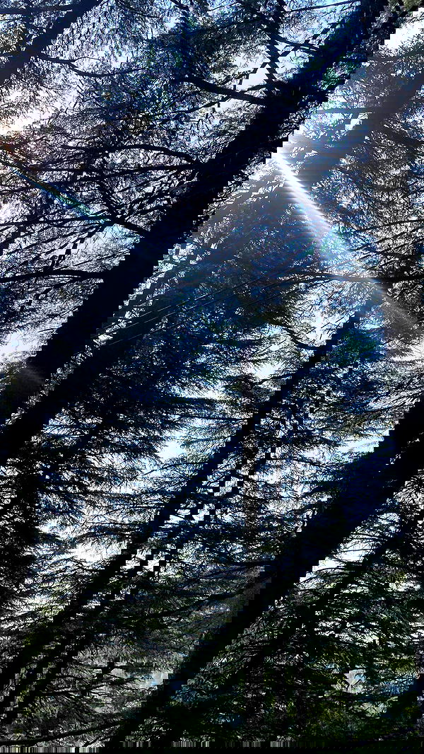 hanabellask8 hanabellask8 archive image