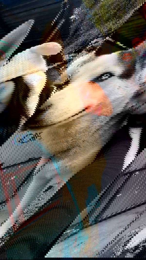 hanabellask8 hanabellask8 archive image