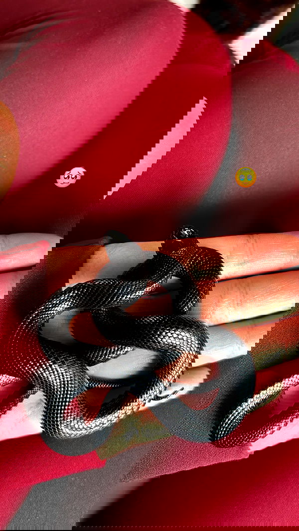 hanabellask8 hanabellask8 archive image