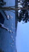 harrietross_ Altpins Profile Picture