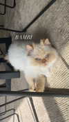 harrietross_ Altpins Profile Picture