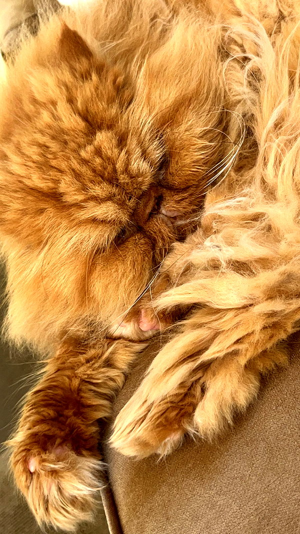harrietross_ instagram image archive image