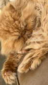 harrietross_ Altpins Profile Picture