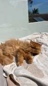harrietross_ Altpins Profile Picture