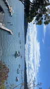 harrietross_ Altpins Profile Picture