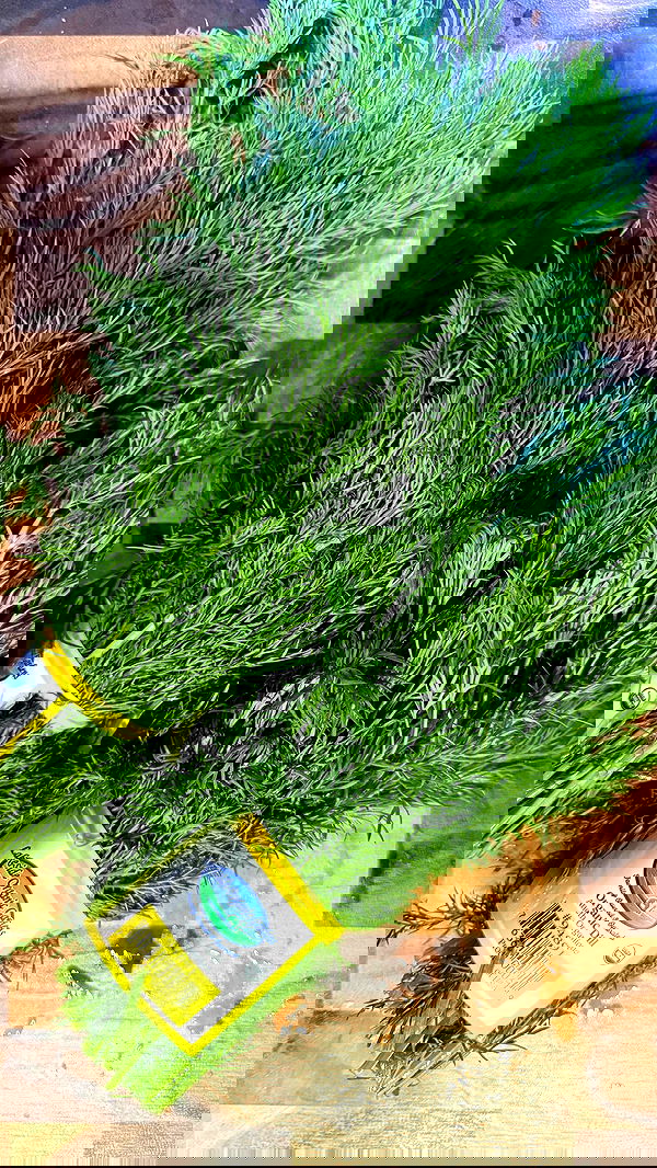 haylujan image ~ Altpins