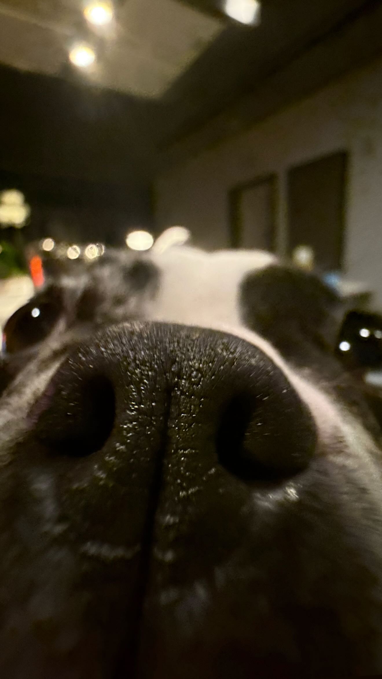 haylujan instagram image archive image