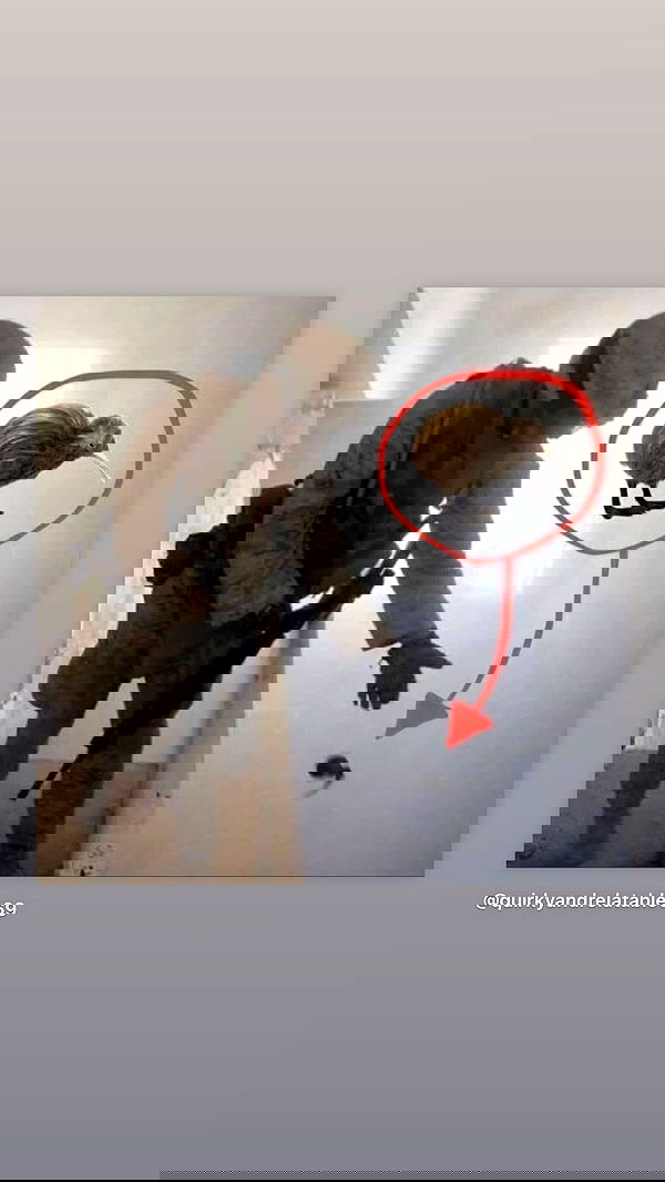 haylujan image ~ Altpins