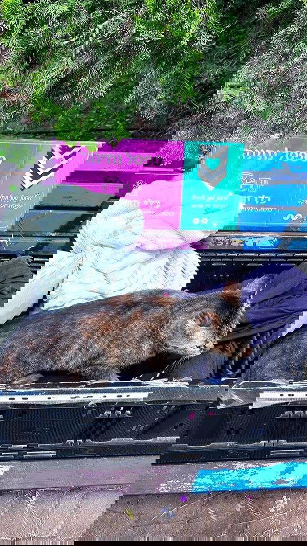 hellokittyangel666 hellokittyangel666 archive image