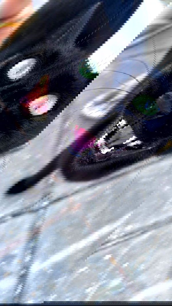 hellokittyangel666 hellokittyangel666 archive image