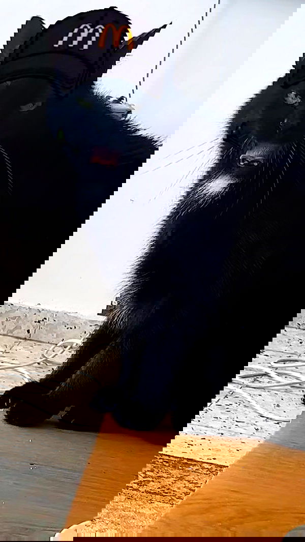 hellokittyangel666 hellokittyangel666 archive image