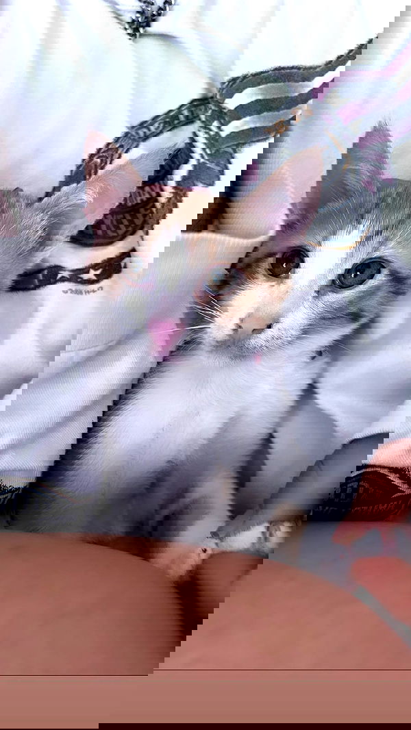 hellokittyangel666 hellokittyangel666 archive image