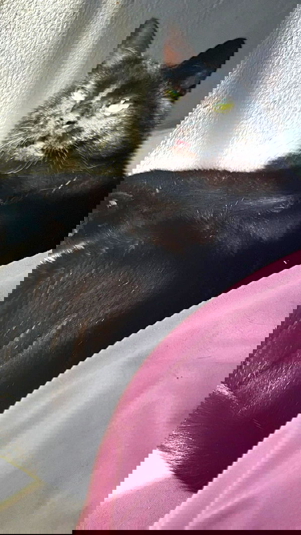 hellokittyangel666 hellokittyangel666 archive image