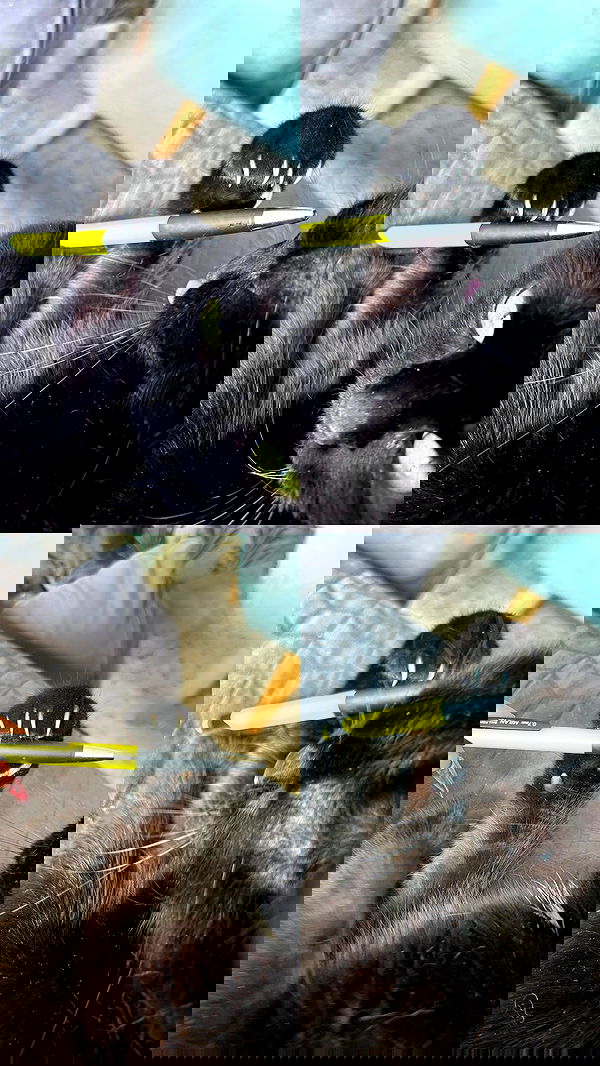 hellokittyangel666 hellokittyangel666 archive image