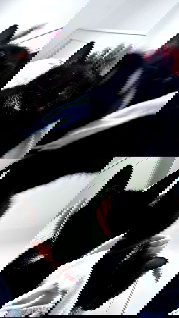 hellokittyangel666 hellokittyangel666 archive image