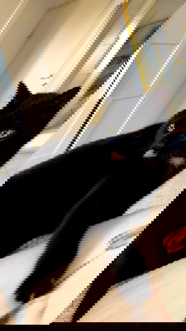 hellokittyangel666 hellokittyangel666 archive image