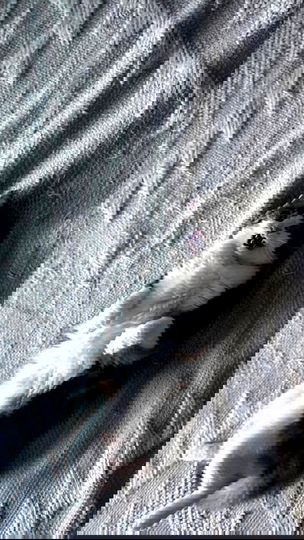 hellokittyangel666 hellokittyangel666 archive image