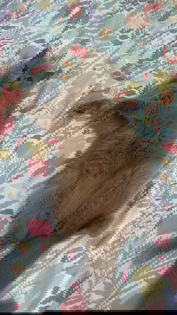 hellokittyangel666 hellokittyangel666 archive image