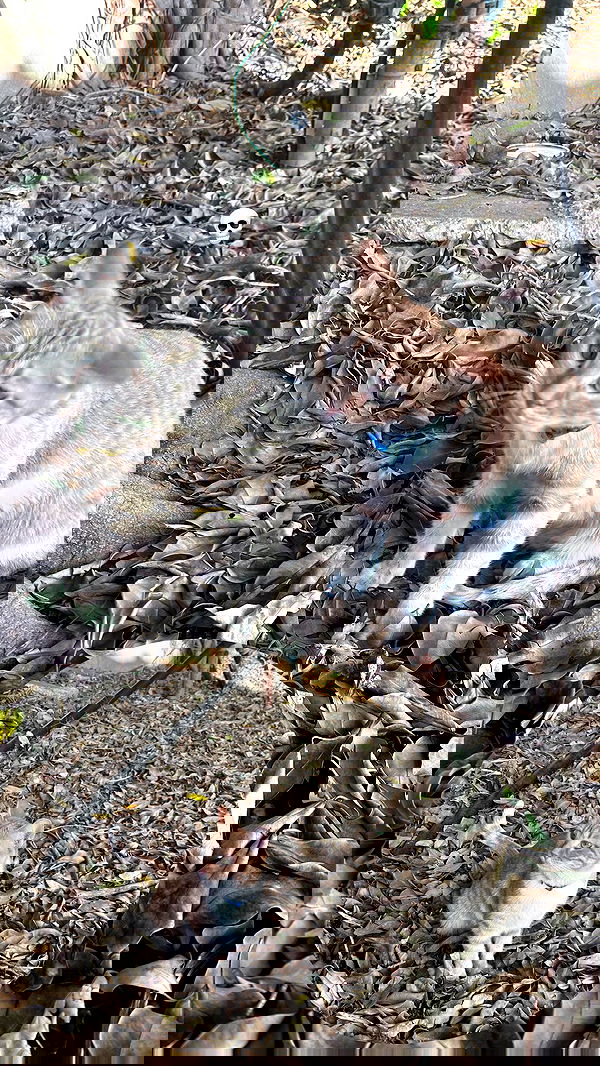 hellokittyangel666 hellokittyangel666 archive image