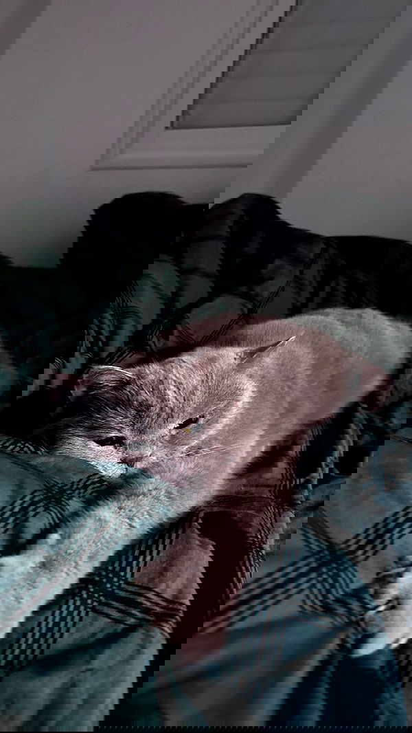 hellokittyangel666 hellokittyangel666 archive image