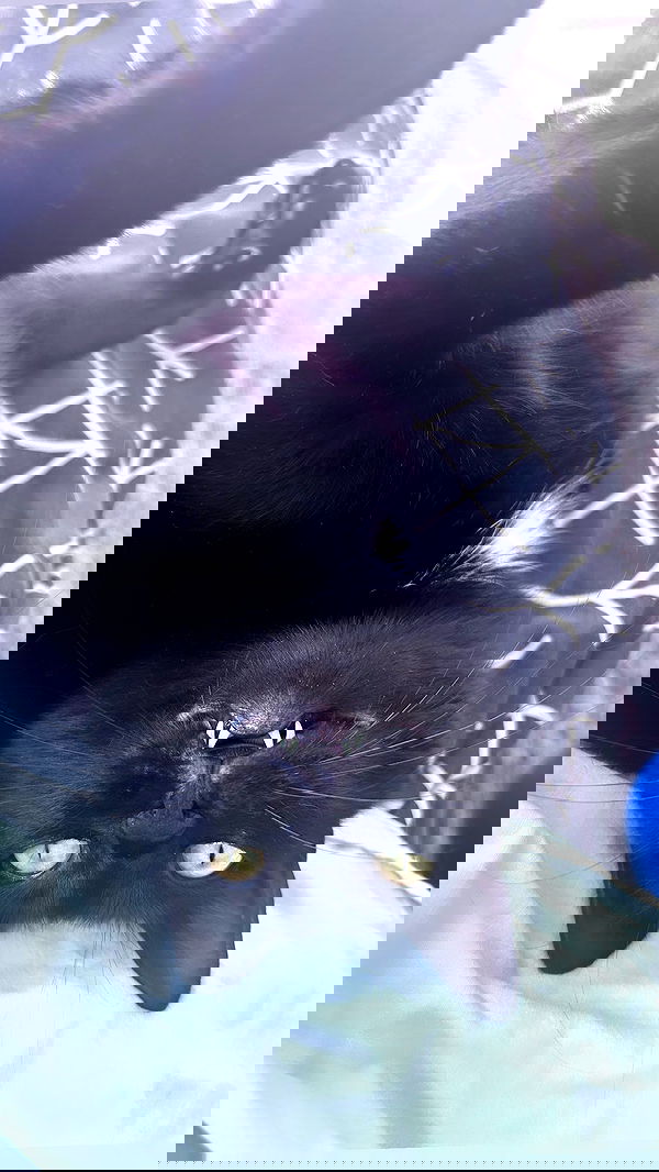 hellokittyangel666 hellokittyangel666 archive image