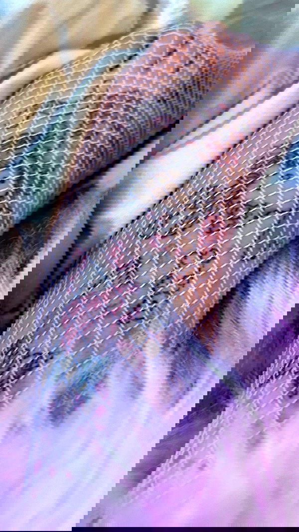 hellokittyangel666 hellokittyangel666 archive image