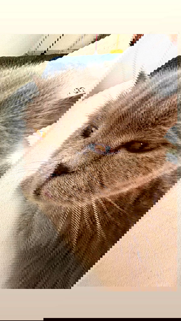 hellokittyangel666 hellokittyangel666 archive image