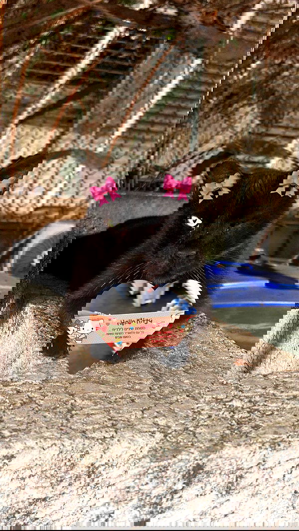 hellokittyangel666 hellokittyangel666 archive image