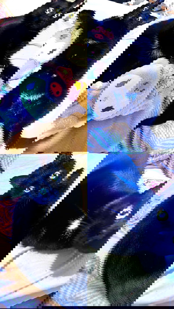 hellokittyangel666 hellokittyangel666 archive image