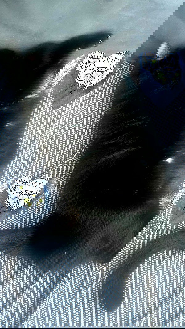 hellokittyangel666 hellokittyangel666 archive image