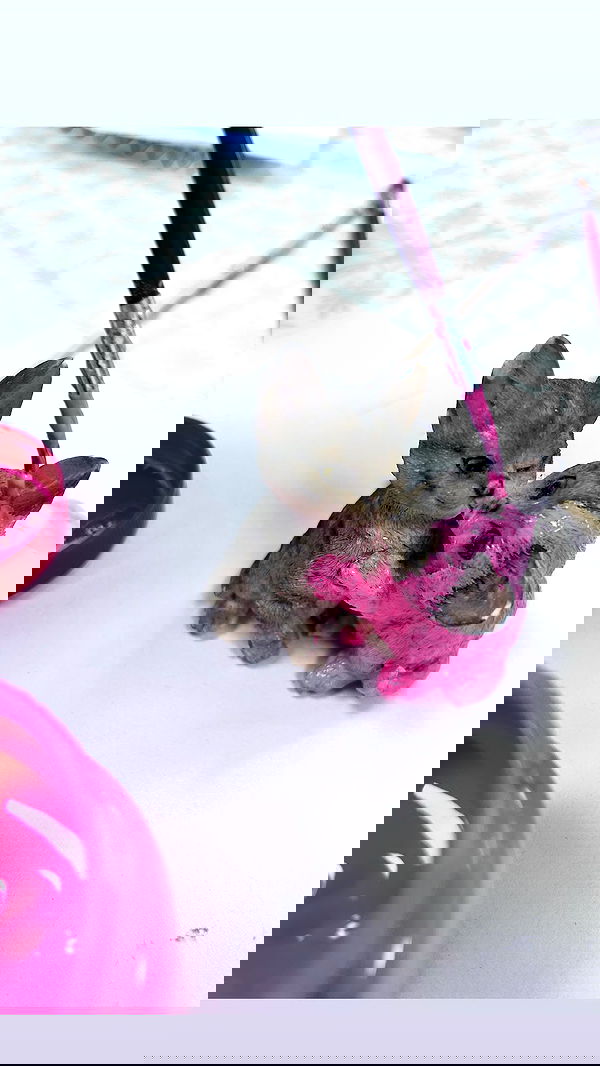 hellokittyangel666 hellokittyangel666 archive image