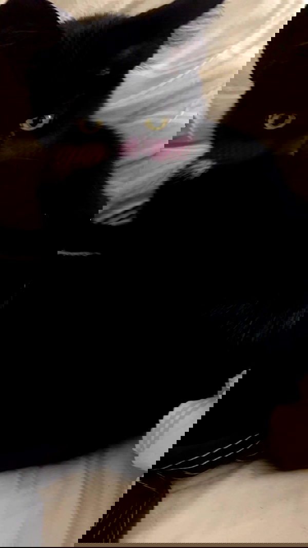 hellokittyangel666 hellokittyangel666 archive image