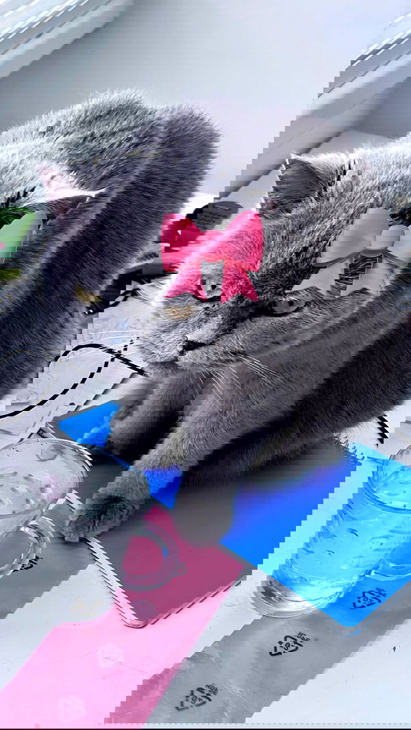 hellokittyangel666 hellokittyangel666 archive image