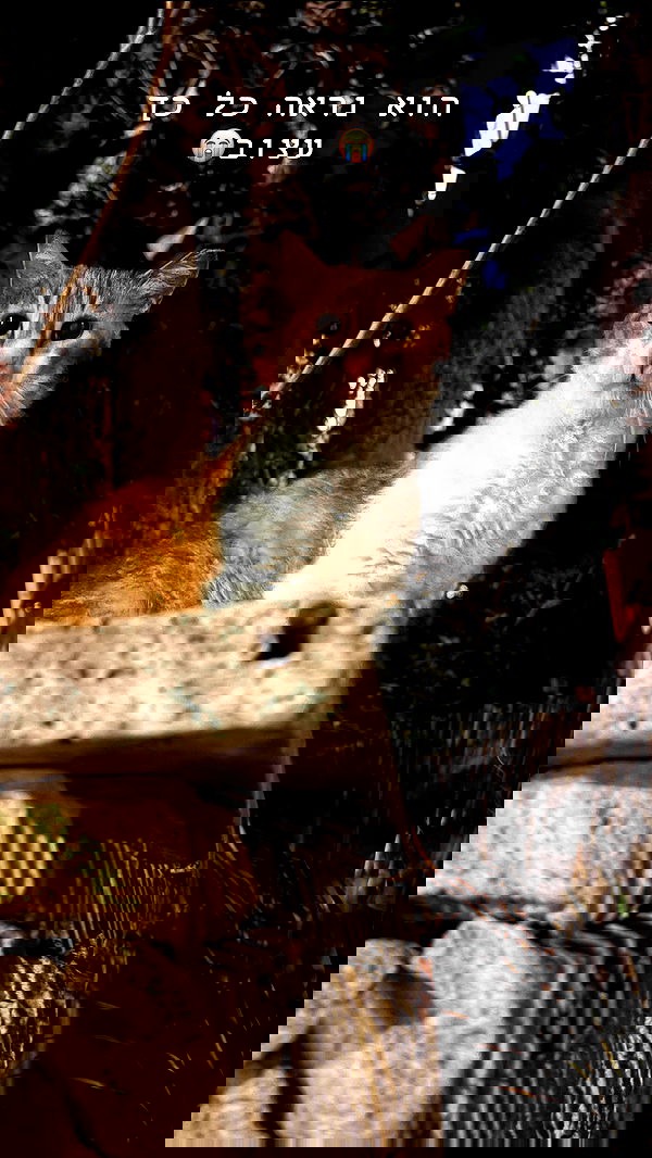 hellokittyangel666 hellokittyangel666 archive image