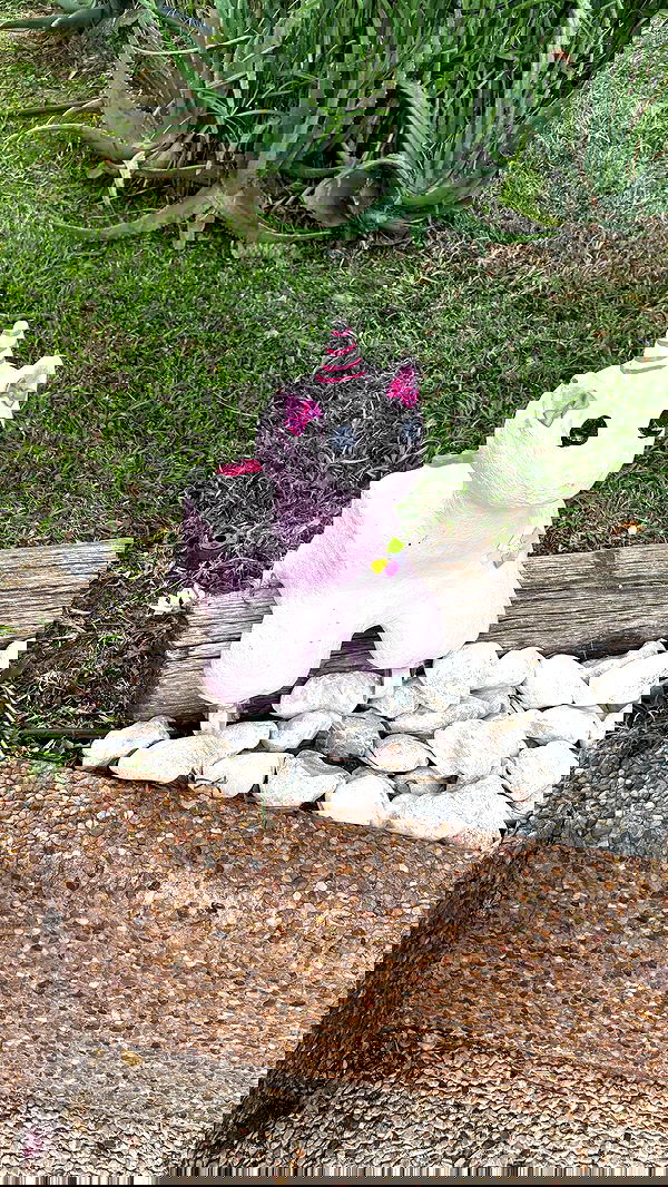 hellokittyangel666 hellokittyangel666 archive image