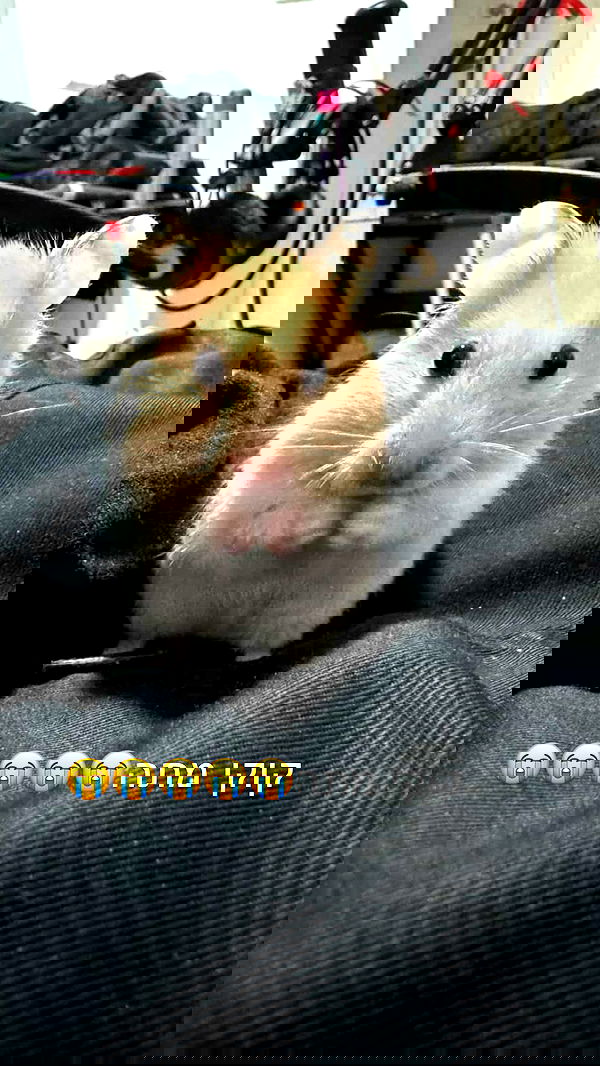 hellokittyangel666 hellokittyangel666 archive image