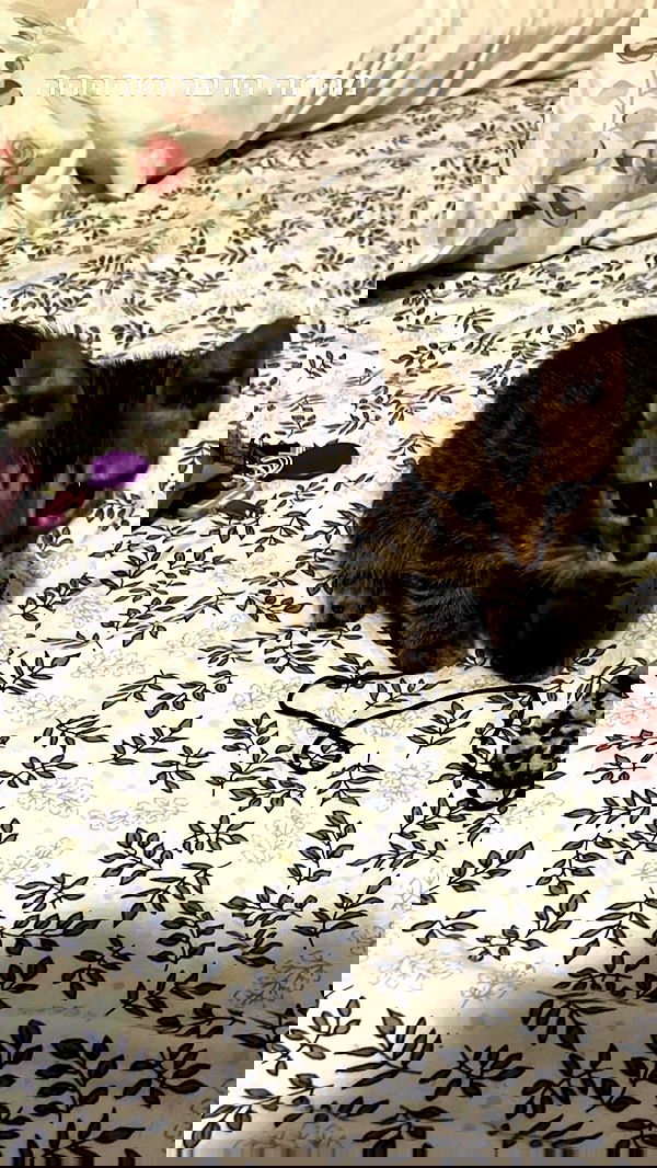 hellokittyangel666 hellokittyangel666 archive image