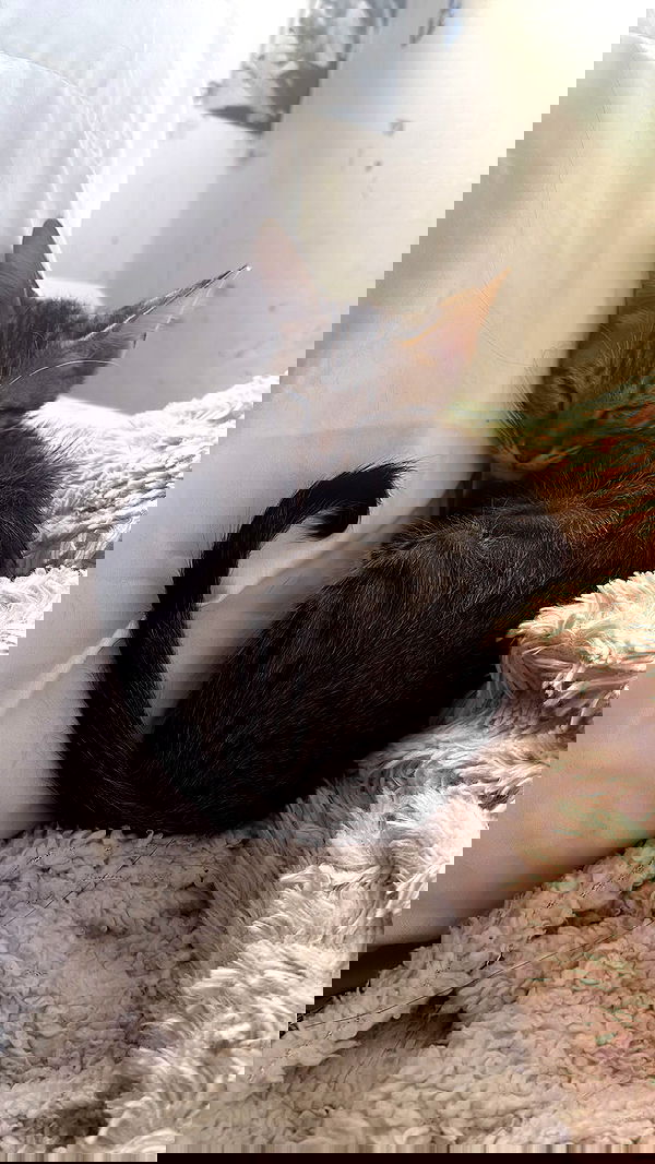 hellokittyangel666 hellokittyangel666 archive image