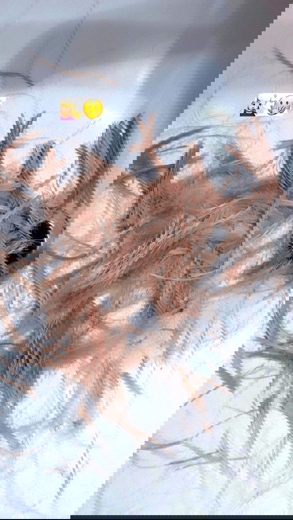 hilaxkitty image ~ Altpins