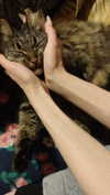 howeversnowy Altpins Profile Picture