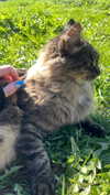 howeversnowy Altpins Profile Picture