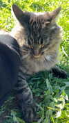 howeversnowy Altpins Profile Picture