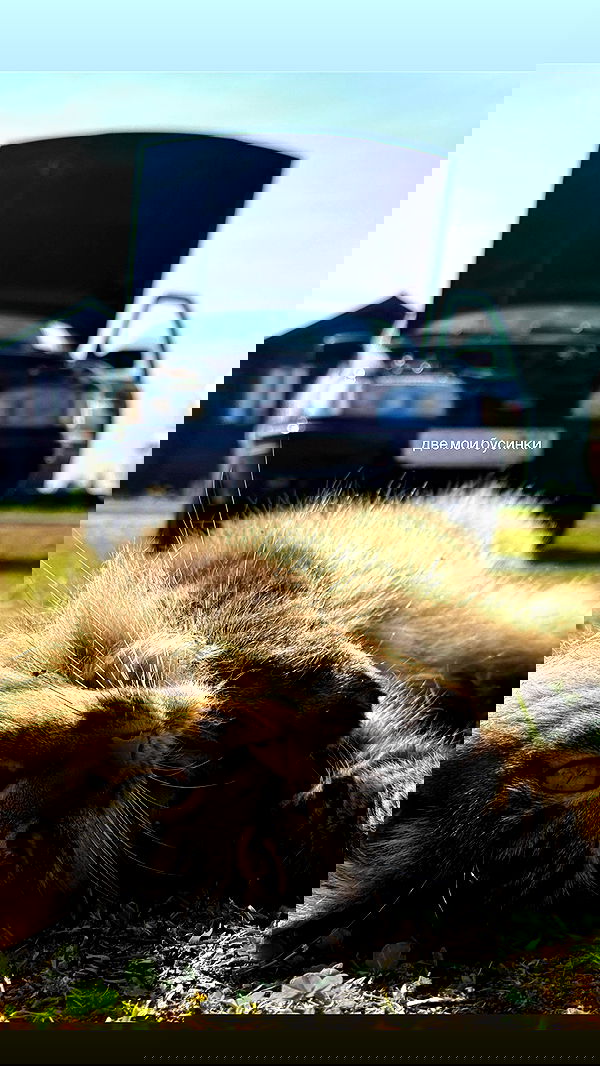 howeversnowy howeversnowy archive image