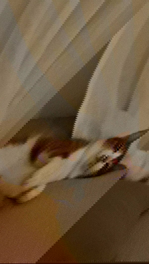 iambohema.v2 iambohema.v2 archive image