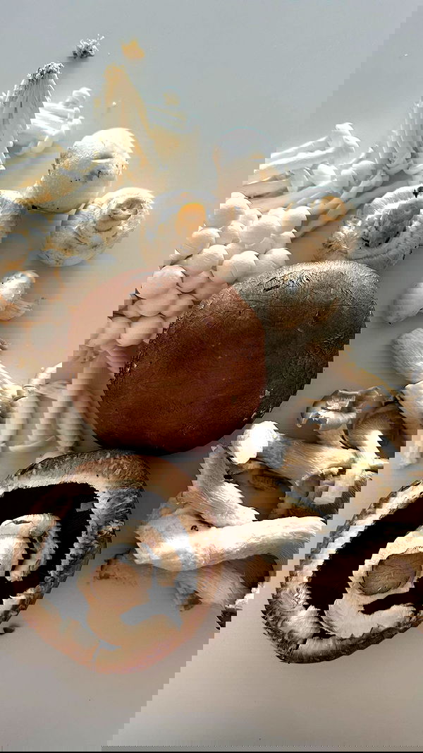 iambohema.v2 iambohema.v2 archive image