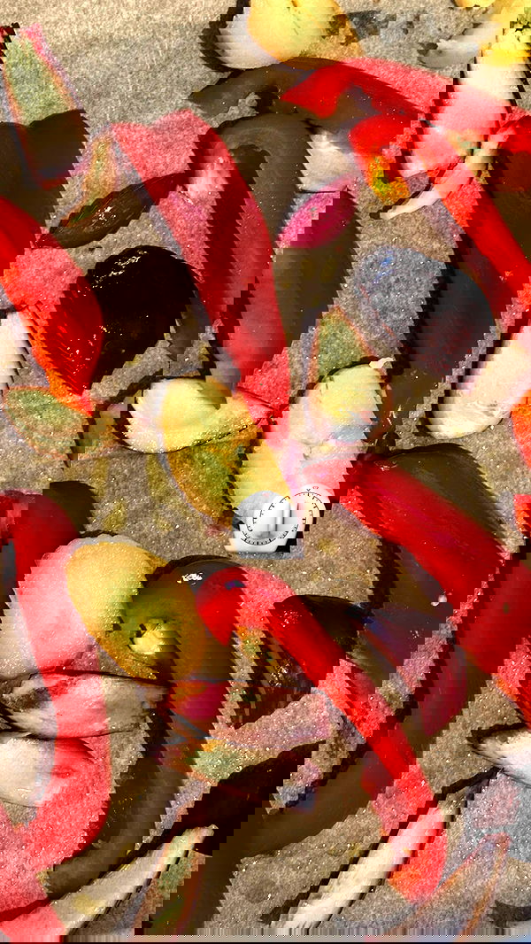 iambohema.v2 iambohema.v2 archive image