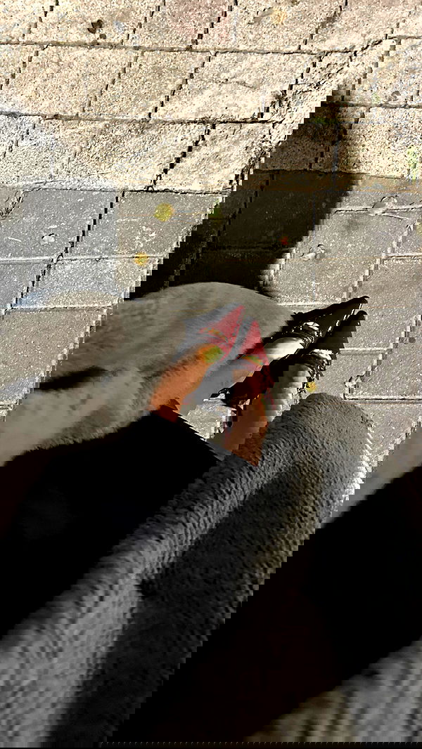 iambohema.v2 iambohema.v2 archive image