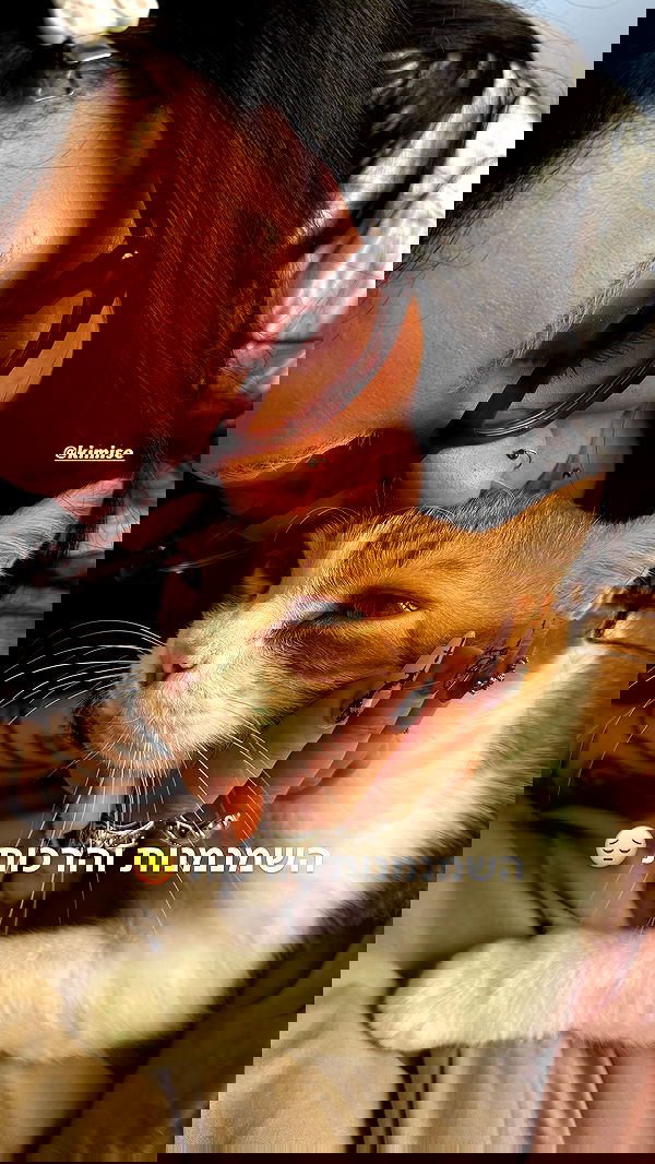 iambohema.v2 iambohema.v2 archive image