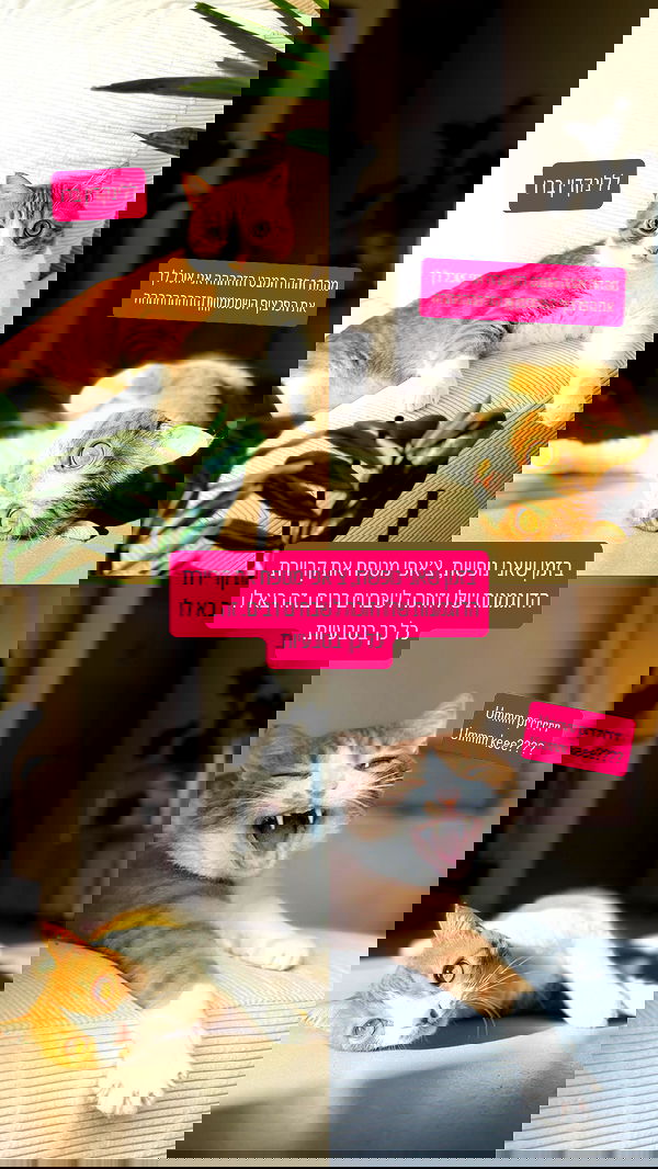 iambohema.v2 iambohema.v2 archive image